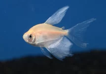 GYMNOCORYMBUS TERNETZI WHITE LONGFIN M