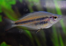 MELANOTAENIA TRIFASCIATA M