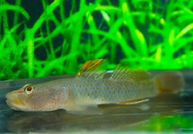 MACULAFASCIATUS GOBY
