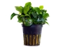 Aquariumplanten