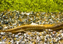 TWIG CATFISH