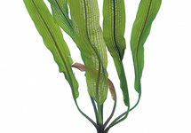 Aponogeton madagascariensis var. henkelianus - PS