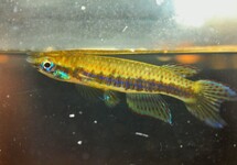 KILLIVIS NIGRICANS