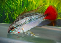 DWARF CICHLID RIO MAMORE MALE