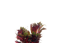 Ludwigia perennis terracotta ring