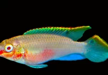 PELVICACHROMIS PULCHER ALBINO M
