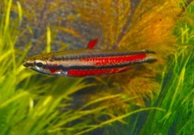 PURPLE PENCILFISH