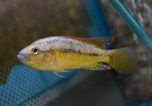 CICHLIDE PHILANDER