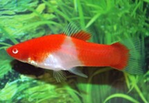 ZWAARDDRAGER KOI RED EYE