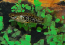 CATEMACO PLATY