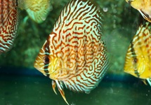 DISKUS PANTERA