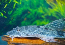 WHIPTAIL FALLAX