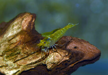 YELLOW KING KONG GARNELE