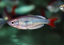 MELANOTAENIA SP. KALI TAWA M