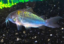 SMARAGD PANTSERMEERVAL