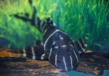 L204 FLASH PLECO