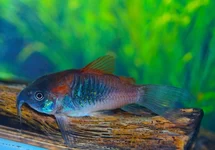 CORYDORAS (OSTEOGASTER) VENEZUELANUS M