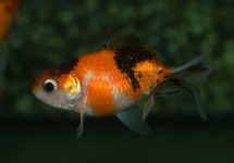 SCHLEIER PEARLSCALE CALICO