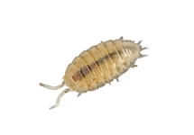 Overige insecten