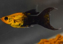 MOLLY GOLDDUST TUXEDO VOILE