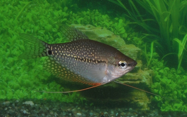 Discusfood African Cichlid colour soft pearls