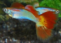 GUPPY SUNSET (MÂLE) 