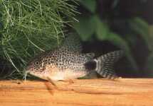 SMUDGE SPOT CORY