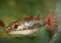 CARINOTETRAODON IRRUBESCO M
