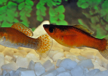 SEGELKÄRPFLING COPPER GRÜN