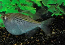 SPOTTED HATCHETFISH