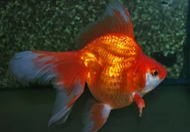 CAR. AUR. RYUKIN RED 8/10