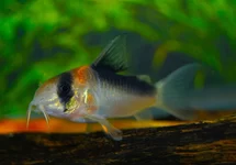 CORYDORAS (HOPLISOMA) ADOLFOI S/M