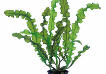 Aponogeton longiplumulosus - PS