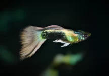GUP TUXEDO PLATINUM MALE