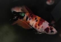 KEMPVIS PLAKAT KOI NEMO VROUW