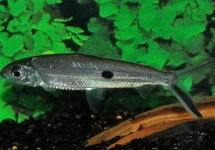 VEERZALM ARGENTEUS
