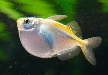 PLATIN BEILBAUCH