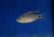 OREICHTHYS CRENUCHOIDES L