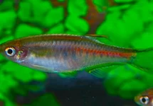 GLOWLIGHT DANIO
