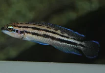 JULIDOCHROMIS DICKFELDI M