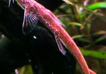 CATFISH CONGO