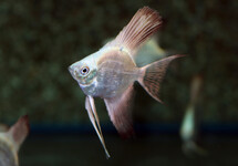 MAANVIS PLATINUM DIAMANT