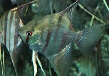 SCALAIRE RIO NEGRO
