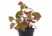 Alternanthera reineckii 'Cardinalis' - PE