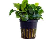 Aquariumplanten