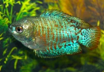 TRICHOGASTER LALIUS NEON (M/F) L