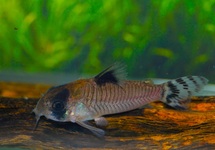 PANTSERMEERVAL OIAPOQUENSIS