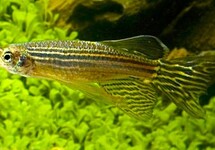 ZEBRAFISH LONG FIN