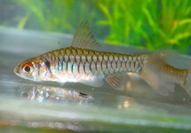 LEMON FIN BARB