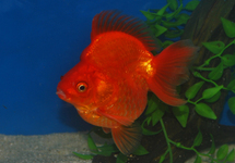 CAR. AUR. RYUKIN SHORTTAIL RED 5/6